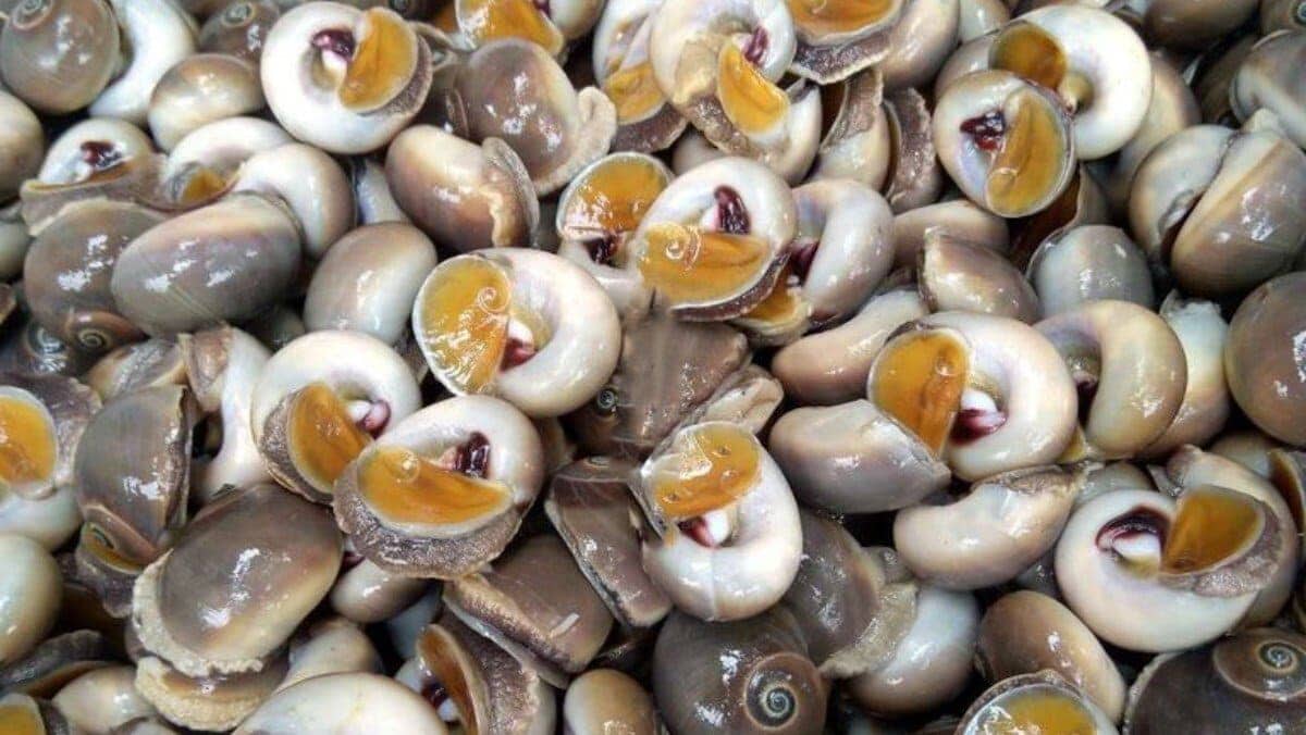 Con ốc số mấy? Giải mã lô đề khi mơ thấy con ốc 2 Con ốc số mấy?